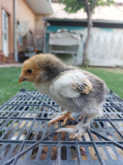 Jaydari jojalari sotuvda mavjud