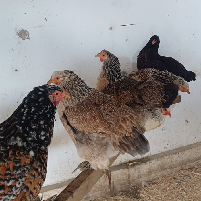 Brahma Oua pentru incubat