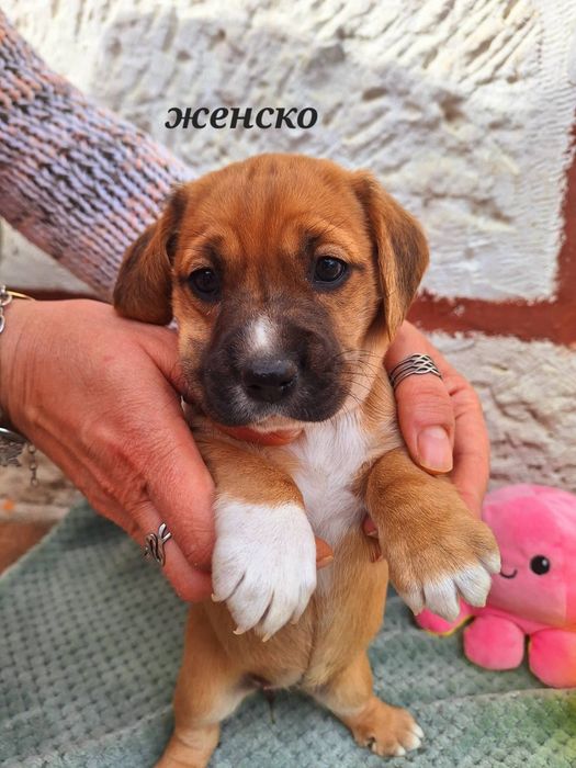 Малки  Кокер+Джак=сладури.