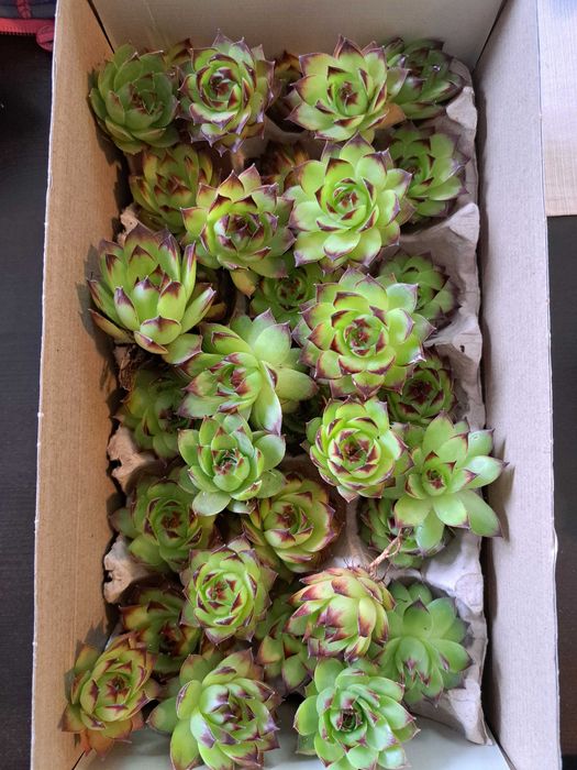 Sempervivum - urechelnita - suculente