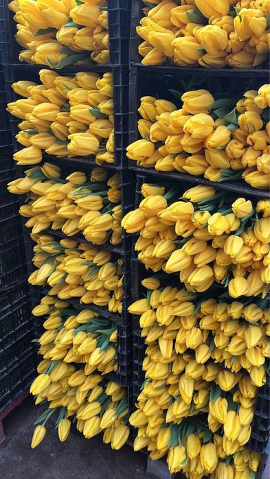 Оптом тюльпаны Беларусь