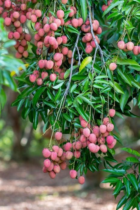 Arbusti Fructiferi ( Litchi )