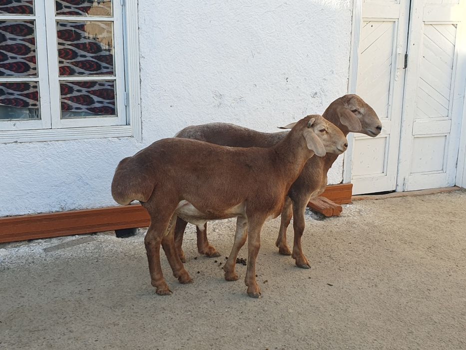 2ta Arashan zotli qo'chqor barralar sotiladi Shofirkonda