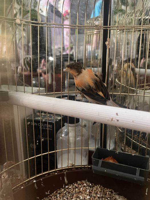 Продам птичку канарейку