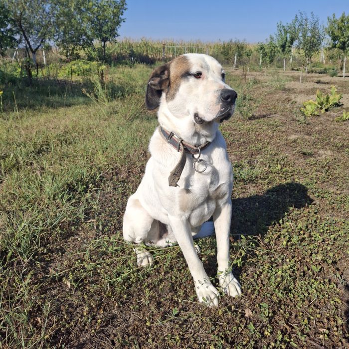 Doi câini inteligenți și blânzi își caută o familie iubitoare!