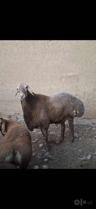 Zotga qo'chqor sotiladi