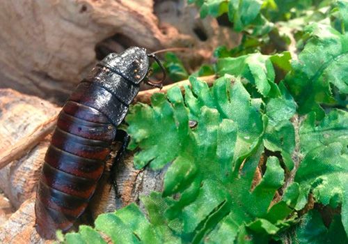Мадагаскарский шипящий таракан