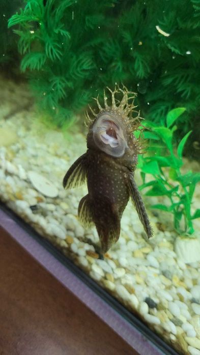 аквариумные рыбки СОМ