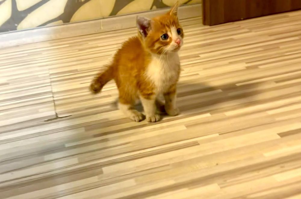 Подаряваме малко коте