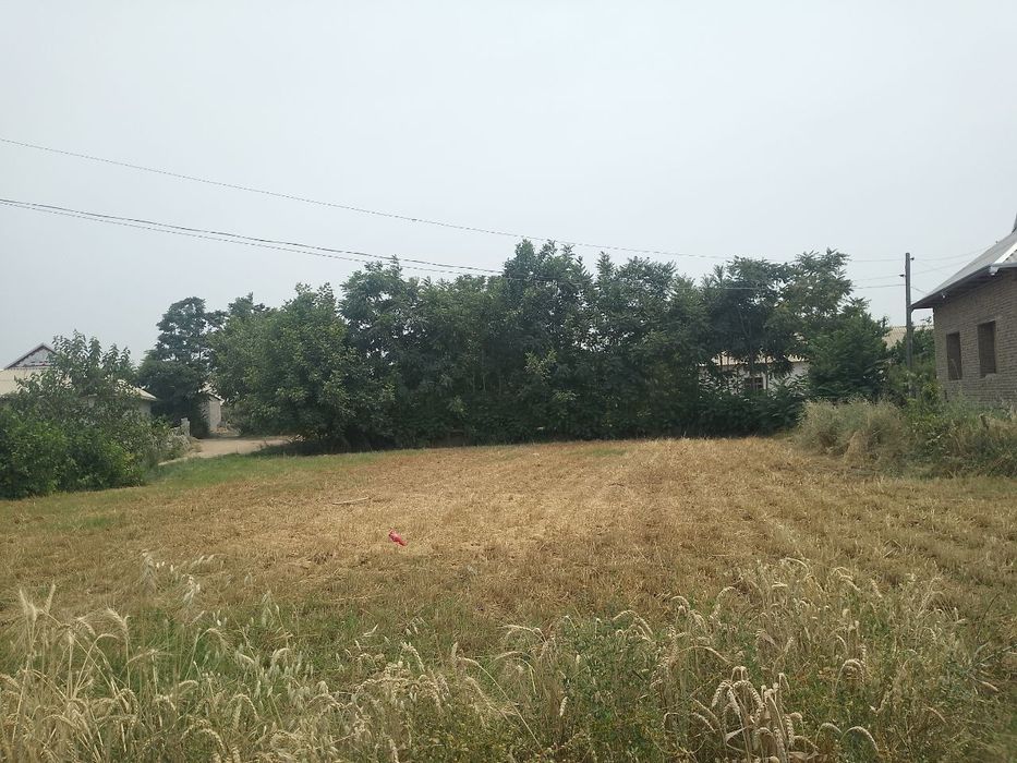 Tomorqa 12 sotux sotuxi 29 ml dan