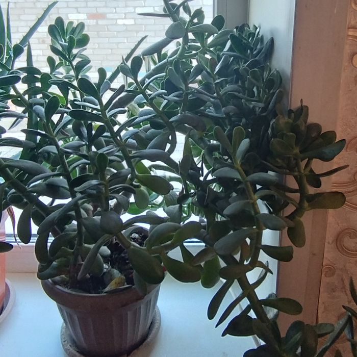 Денежное дерево цветущее