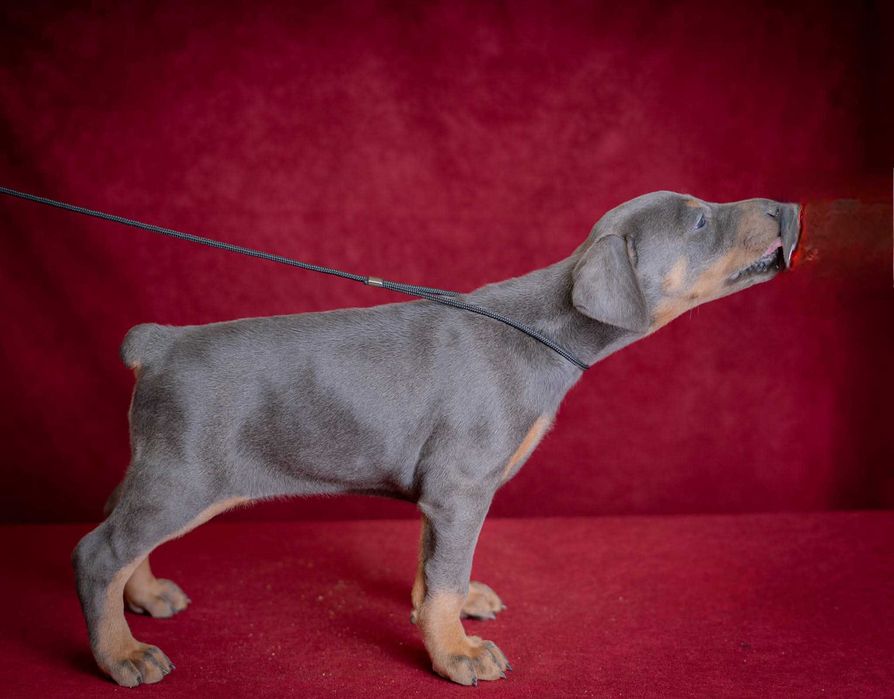 Щенки добермана с купированными ушами