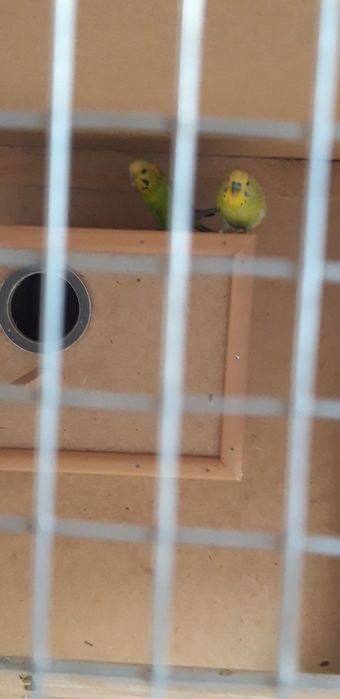 Papugaylar tayyor para