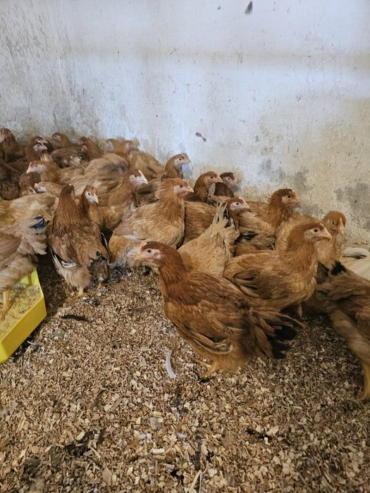 Vand puicute mixte mari