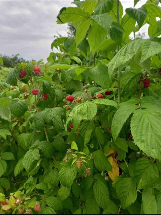 Vând zmeură Polka, 40lei/kg