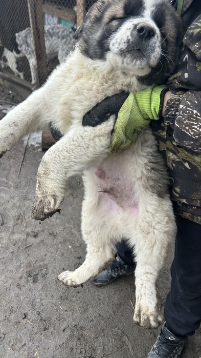 Алабая щенки Сао