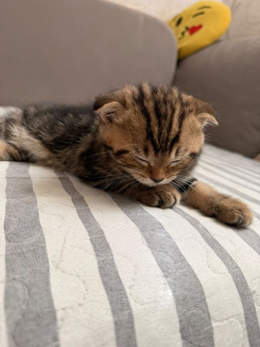 Шотландский котик