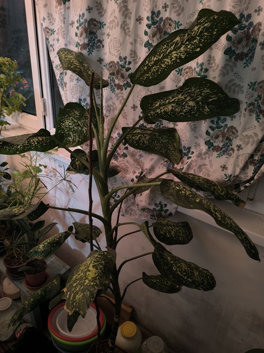 Диффенбахия. Цветы для вашего дома и офиса.