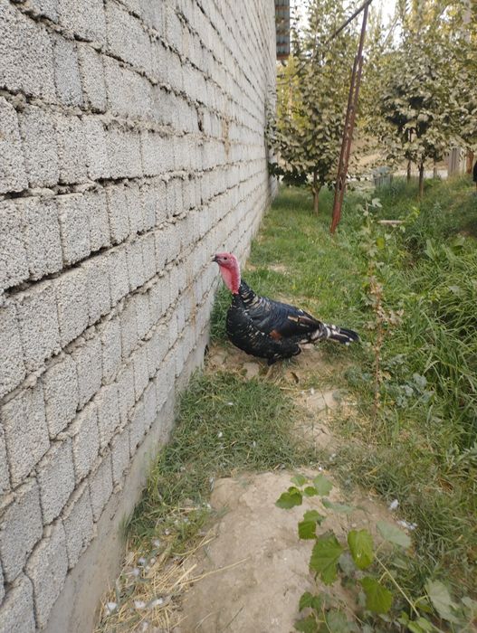 Bronza 708 Kurkasi sotiladi! SOTILDI!