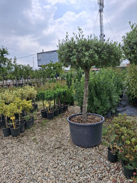 Amnajam grădini cu plante ornamentale și piatra naturala gazon și tot ce ține de grădină