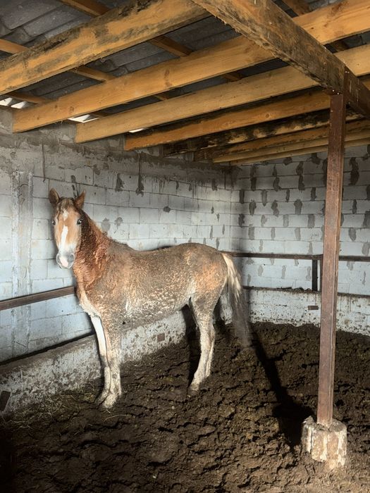 Согым ет тай жылкы