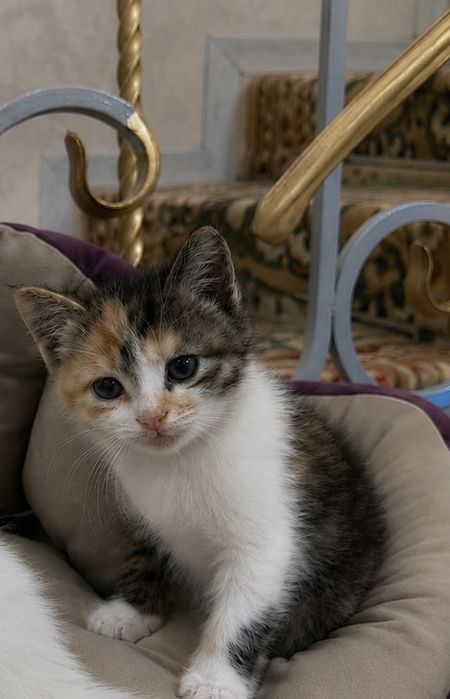 Бесплатно пристаивается котенок
