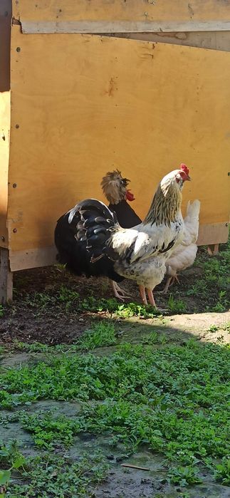 Обмен. Соглом хурузлар