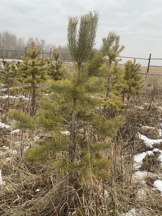 Сосна обыкновенная , продам