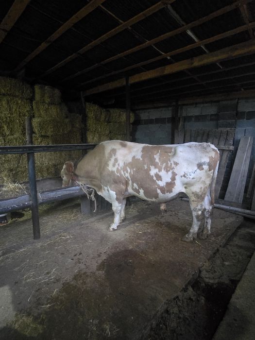 Бұқа            .