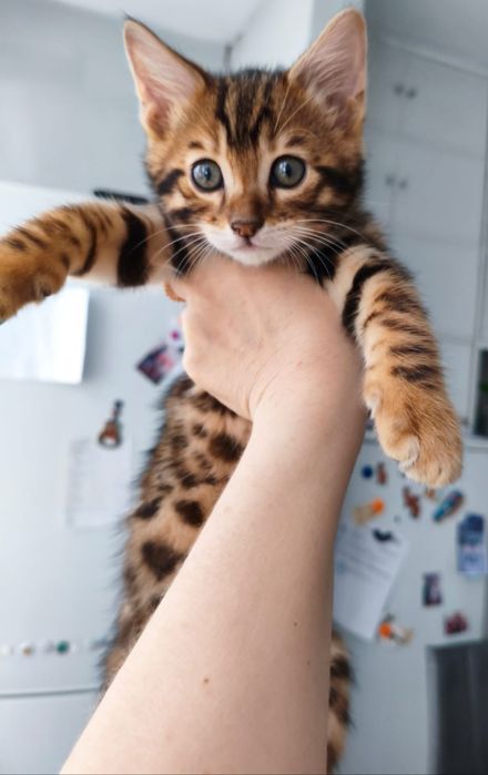 Бенгальские котята