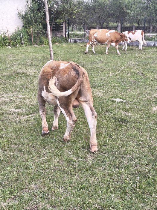 Vând vitei Bălțată Românească