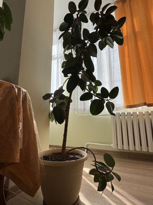 Фикус каучуконосный