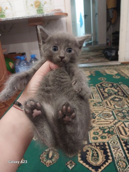 Отдам котенка в добрые руки