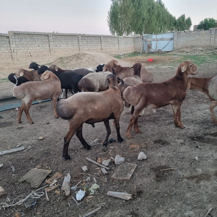 Арашан кучкорлари