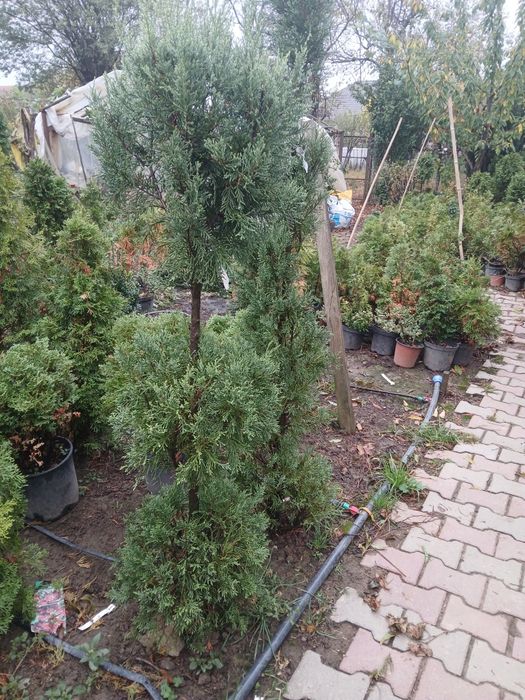 Plante ornamentale