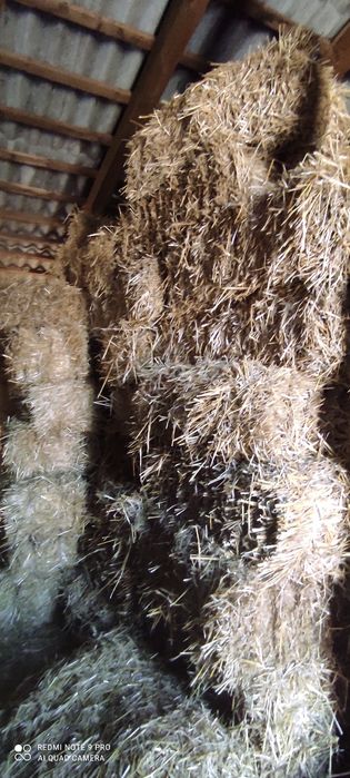 Vând baloți de paie de grâu