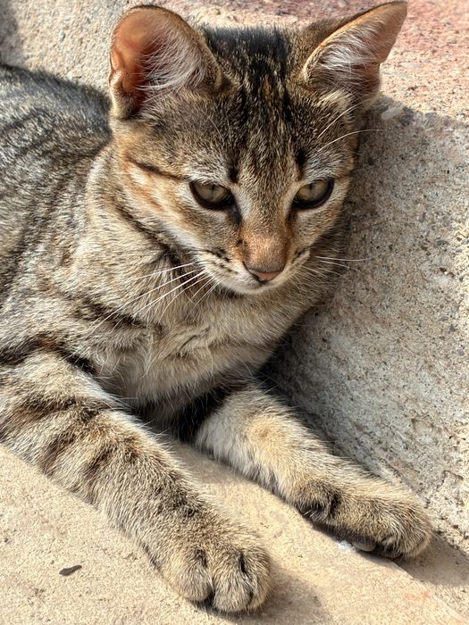 Pisicutele Mara si Sara cauta familie iubitoare