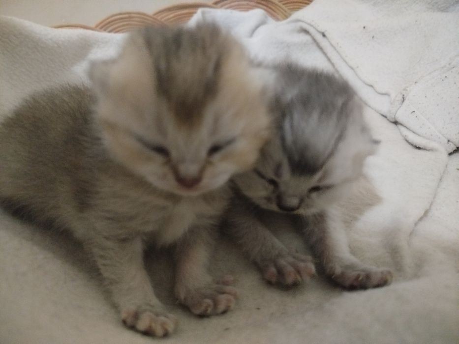 Mushuk bolasi fold sotiladi