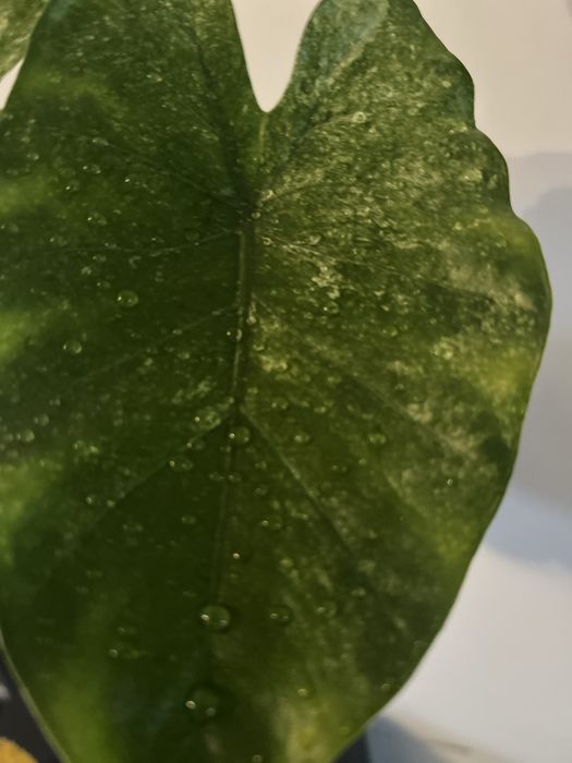 Алоказия Одора  'Aurea-Variegata