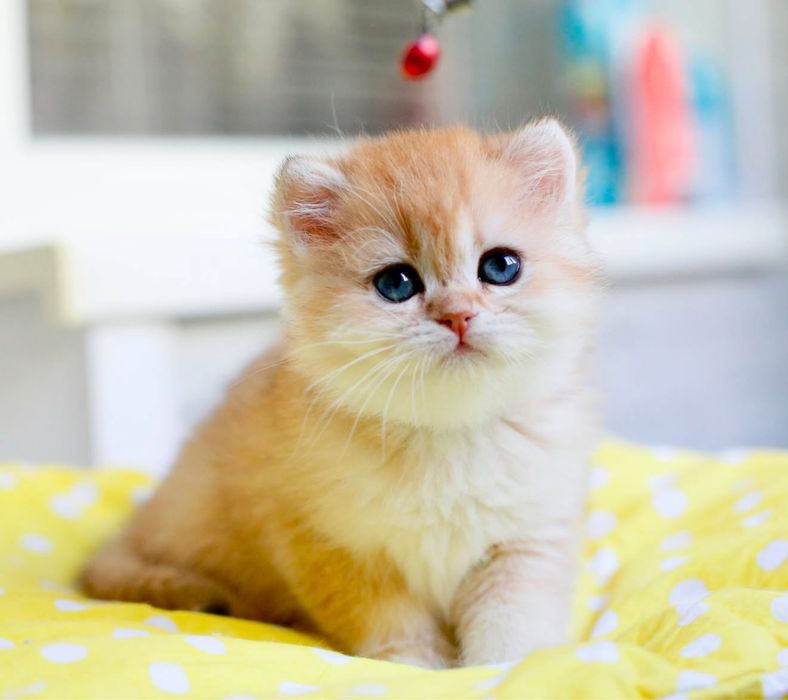 Котята золотая шиншилла