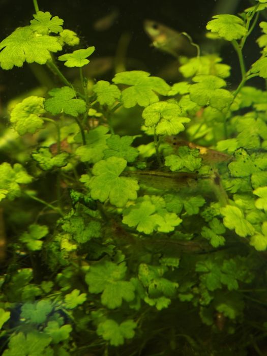 Креветки аквариумные