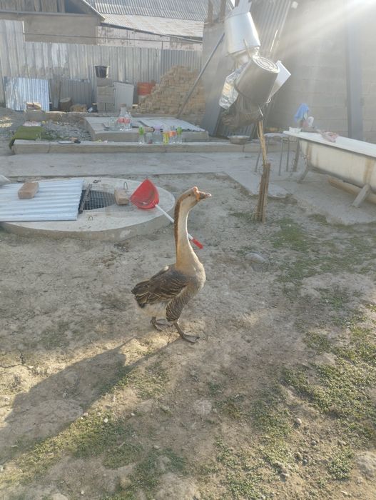 Гуси Обменяю на курей