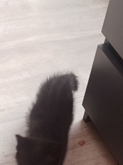 Котенок,примерно 4 месеца