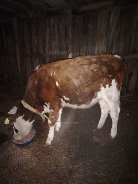 Продам тёлочьку хорошию