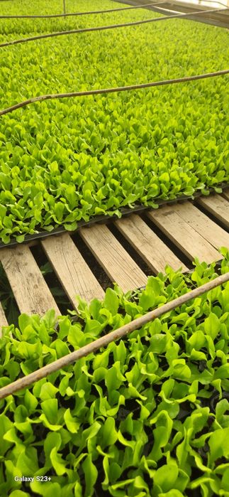 Vând răsad de Salată SHNGORE