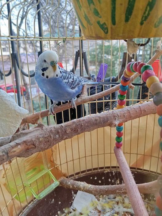 Tõtiqushlar / Qushlar