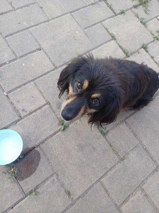 URGENT  caine spre adoptie