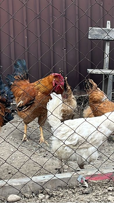 Петух красивый молодой