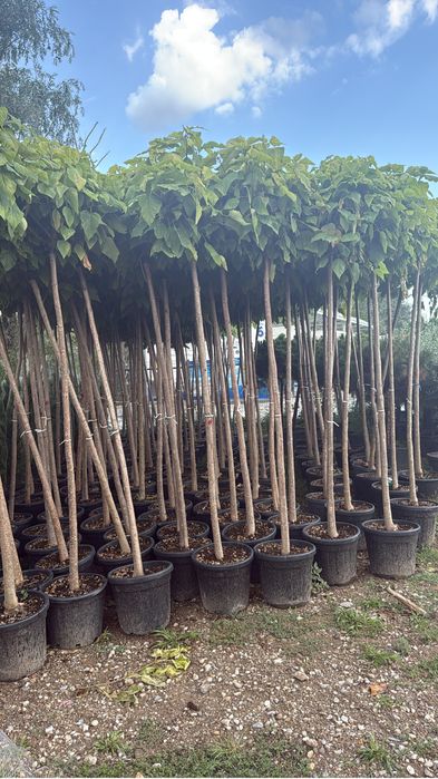 Copaci ornamentali catalpa , mesteacan