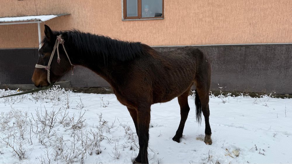 Буаз биелер 620мыннан